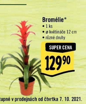 Bromelia
