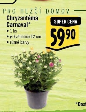 Chrysanthemum - Chryzantéma