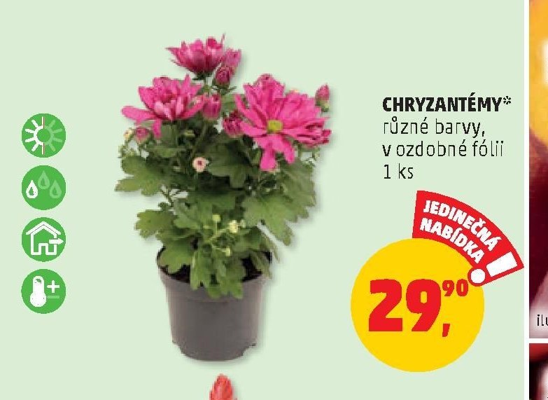 CHRYZANTÉMY