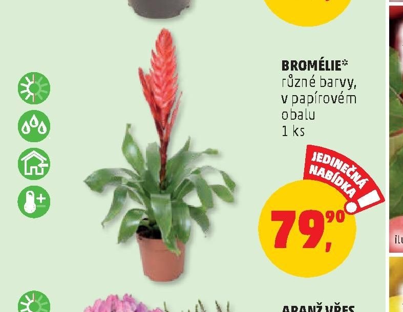 BROMÉLIE