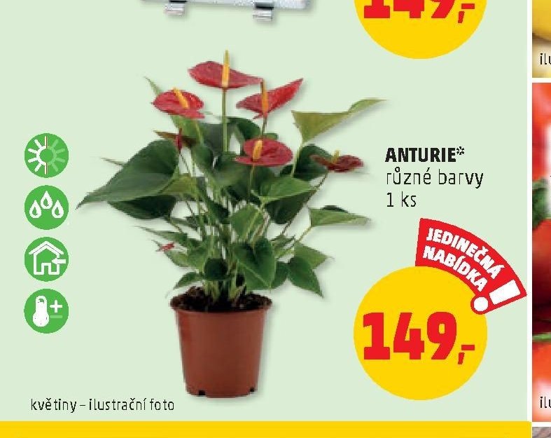 ANTURIE