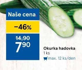 Okurka hadovka
