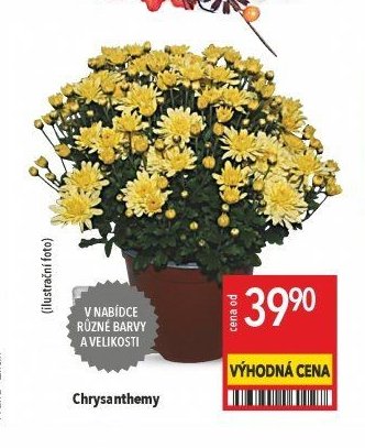 Chrysanthemy