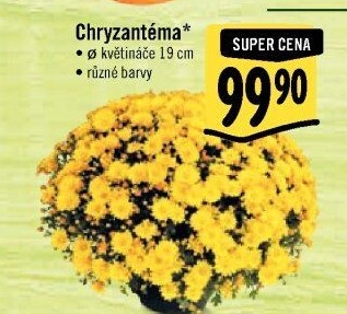 Chrysanthemum - Chryzantéma