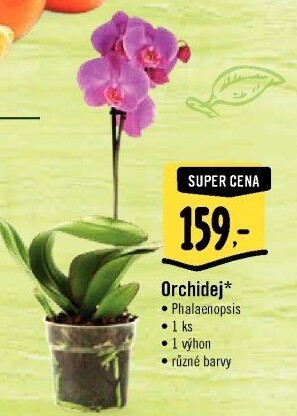 Orchidej