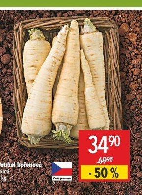 Petržel kořenová