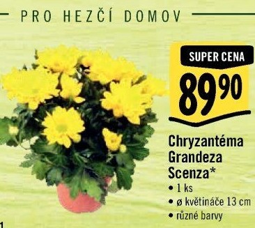 Chrysanthemum - Chryzantéma