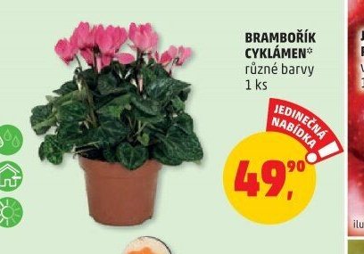 BRAMBOŘÍK CYKLÁMEN