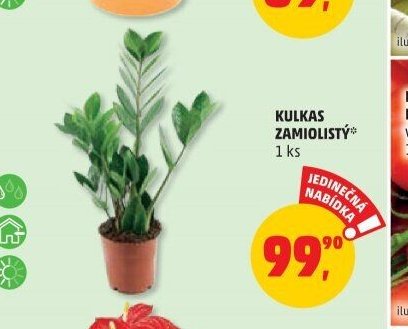 KULKAS ZAMIOLISTÝ