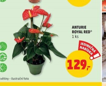 ANTURIE ROYAL RED