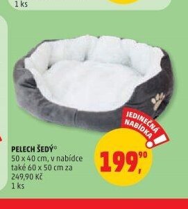 Pelech šedý