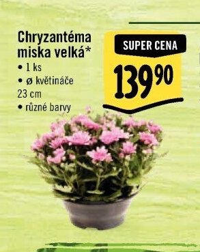 Chryzantéma miska velká