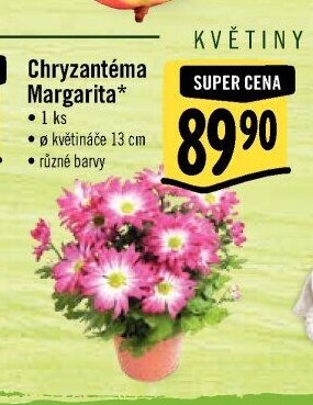 Chryzantéma Margarita