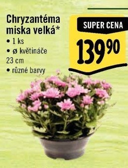 Chrysanthemum - Chryzantéma