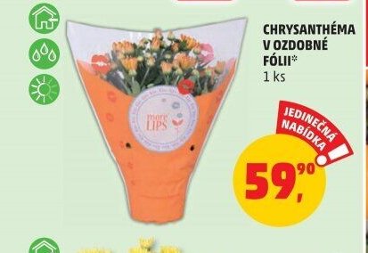 CHRYSANTHÉMA V OZDOBNÉ FÓLII