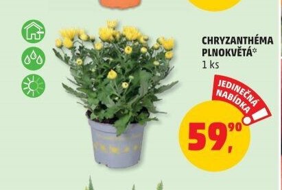 CHRYZANTHÉMA PLNOKVĚTÁ