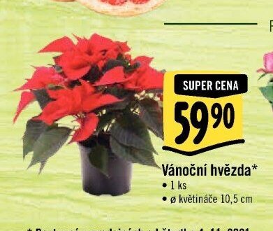Vánoční hvězda