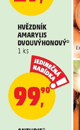 HVĚZDÍK AMARYLIS DVOUVÝHONOVÝ