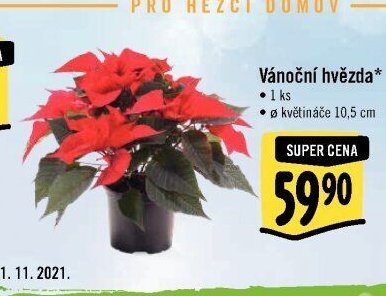 Vánoční hvězda*