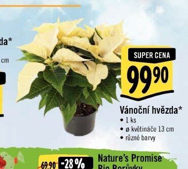 Vánoční hvězda*