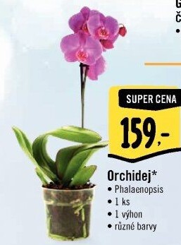Orchidej