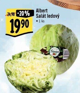 Salát ledový Albert