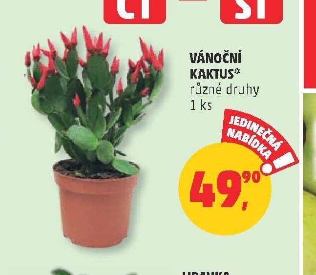 Vánoční kaktus