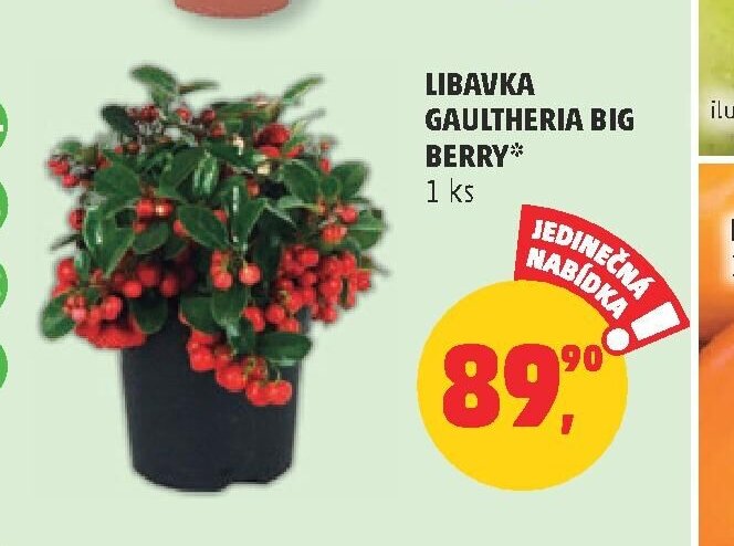 Libavka Gaultheria Big Berry