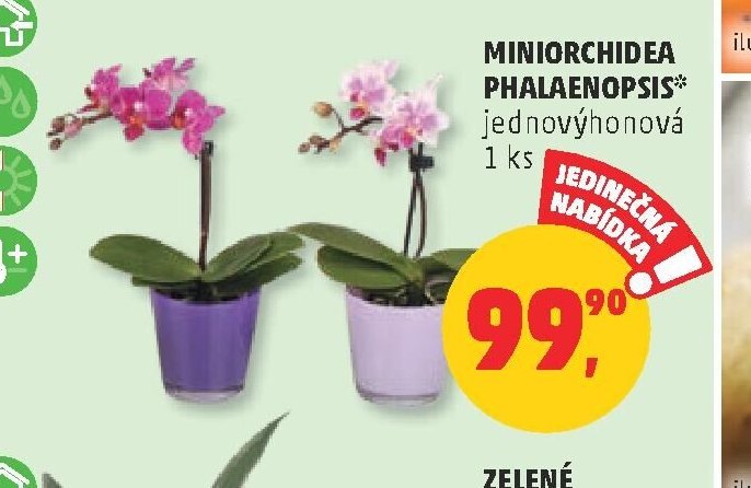 Miniorchidea Phalaenopsis