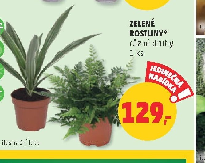 Zelené rostliny
