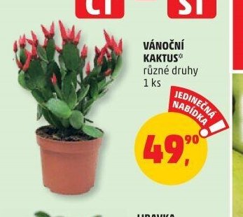 VÁNOČNÍ KAKTUS