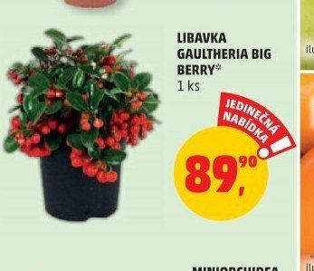 LIBAVKA GAULTHERIA BIG BERRY