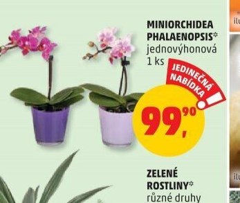 MINIORCHIDEA PHALAENOPSIS
