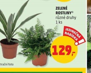 ZELENÉ ROSTLINY