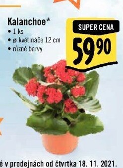 Kalanchoe - Kolopejka
