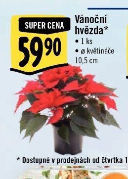 Vánoční hvězda 1 ks