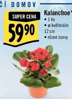 Kalanchoe - Kolopejka