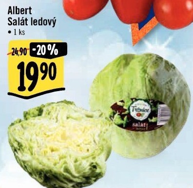 Salát ledový Albert