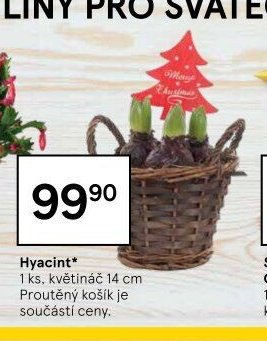 Hyacint