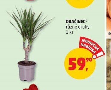 DRAČINEC