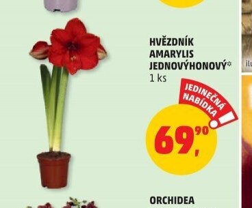 HVĚZDNÍK AMARYLIS JEDNOVÝHONOVÝ