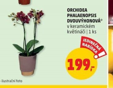 ORCHIDEA PHALAENOPSIS DVOUVÝHONOVÁ