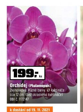 Orchidej (Phalaenopsis)