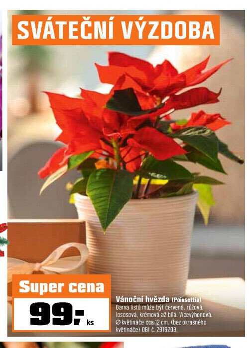 Vánoční hvězda (Poinsettia)