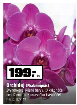Orchidej