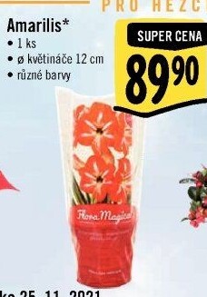 Amarylis - Hvězdník