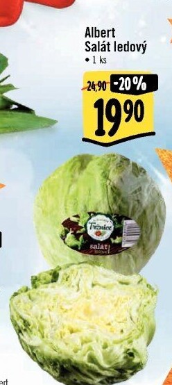 Salát ledový Albert
