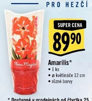 Amarylis - Hvězdník