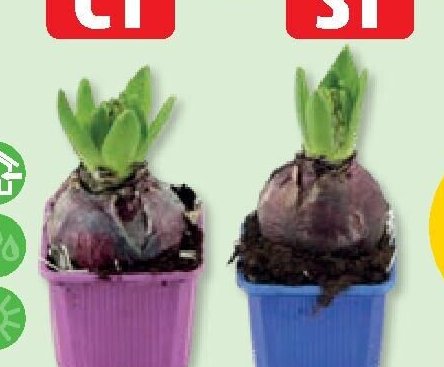HYACINTY