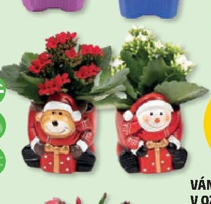 KOLOPEJKA VE VÁNOČNÍM OBALU